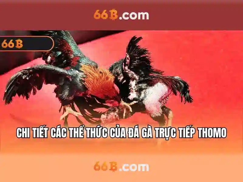 66b..com – Tóm lược chủ đề và giá trị cốt lõi