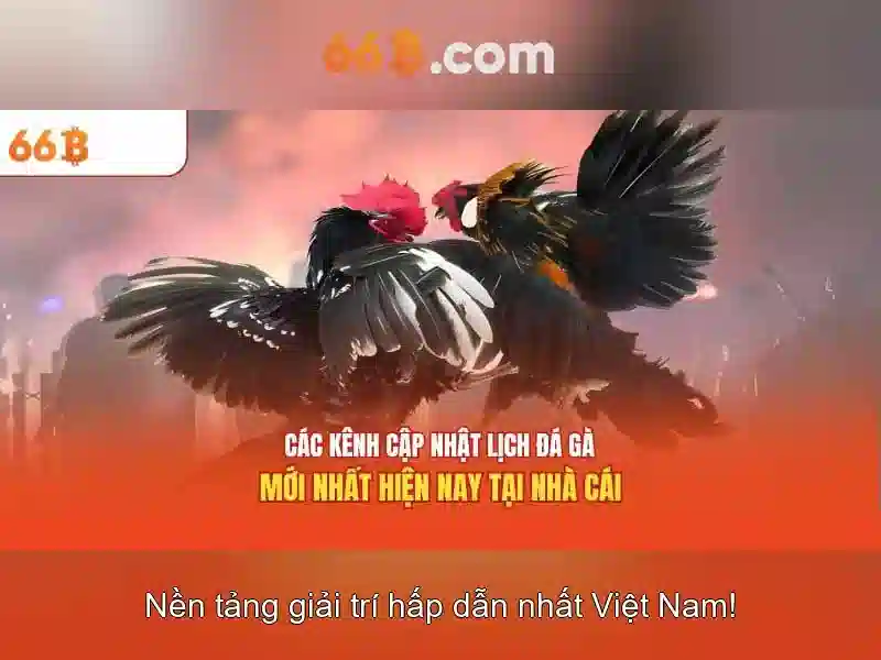 66B là gì?